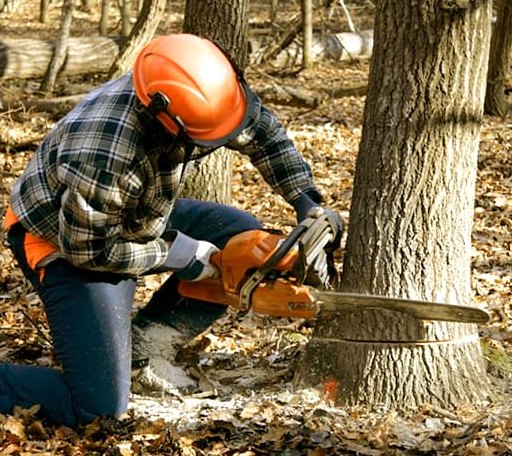 Tree Removal in Drewryville, VA